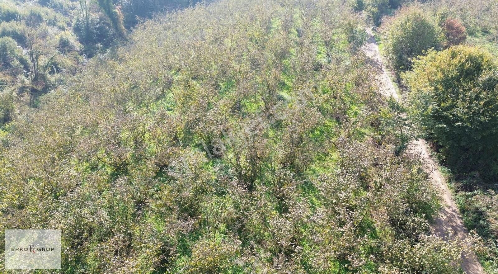 Erko Grup Gayrimenkul'den Şeyhler'de Satılık Fındık Bahçesi - Görsel 34