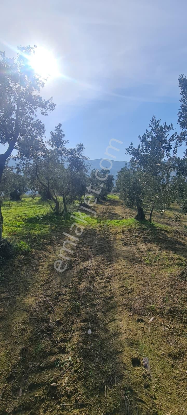 C21 Cius; Gemlik Cihatlı'da Konum Avantajlı Zeytinlik - Görsel 7