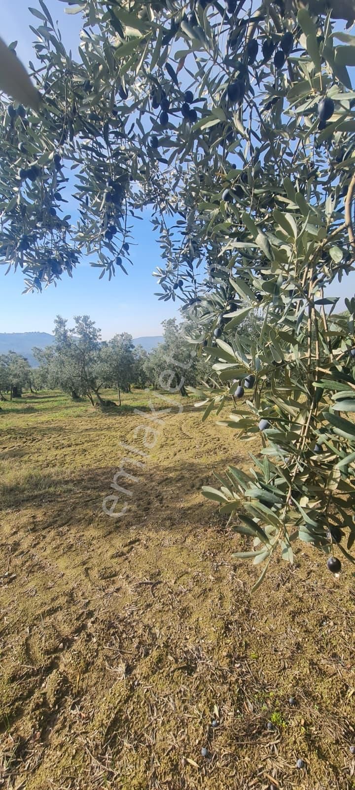 C21 Cius; Gemlik Cihatlı'da Konum Avantajlı Zeytinlik - Görsel 8