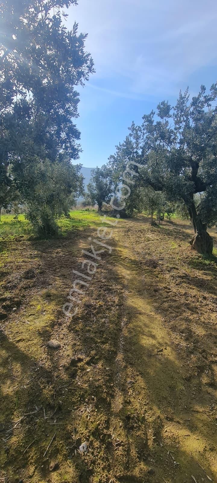 C21 Cius; Gemlik Cihatlı'da Konum Avantajlı Zeytinlik - Görsel 4