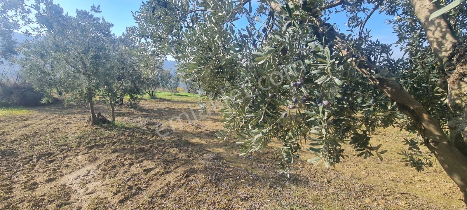 C21 Cius; Gemlik Cihatlı'da Konum Avantajlı Zeytinlik - Görsel 14