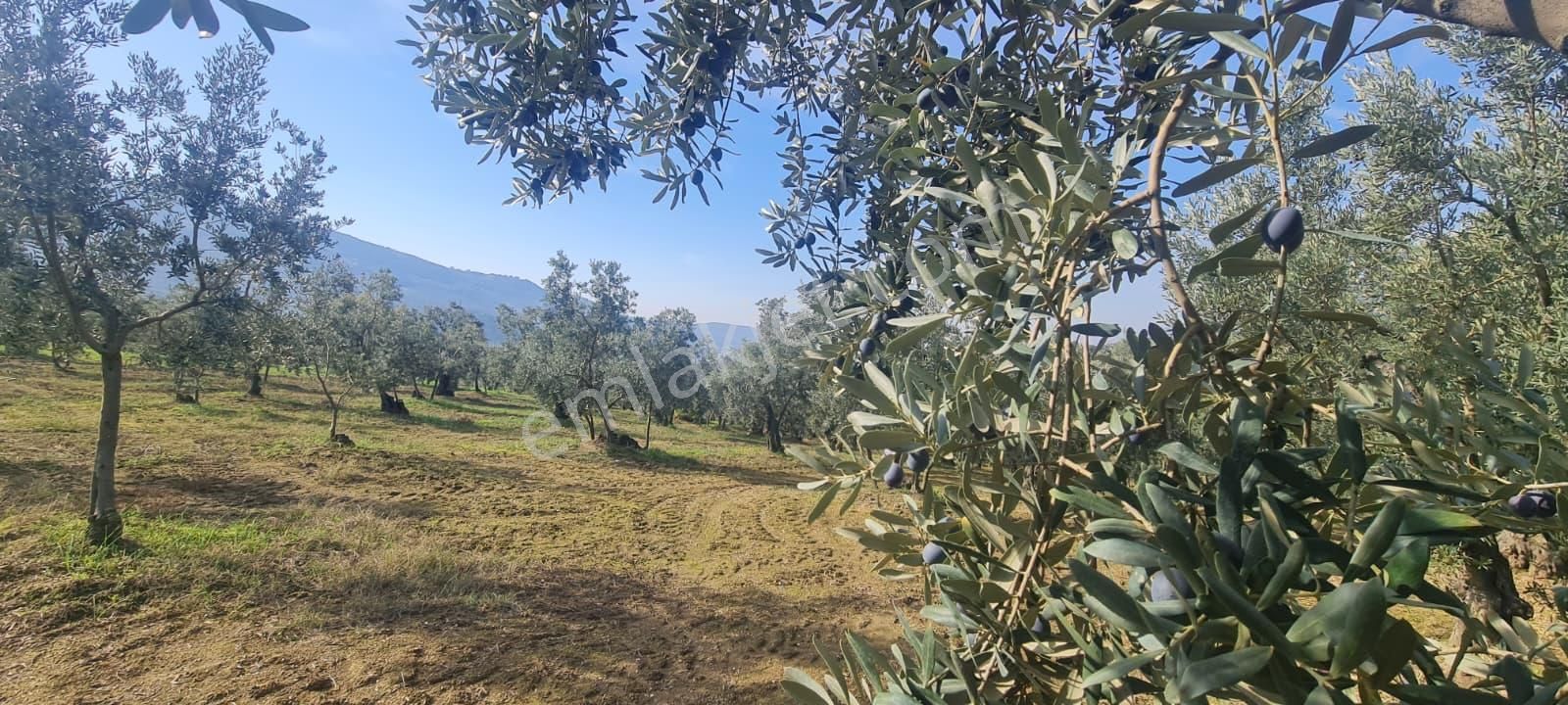 C21 Cius; Gemlik Cihatlı'da Konum Avantajlı Zeytinlik - Görsel 5