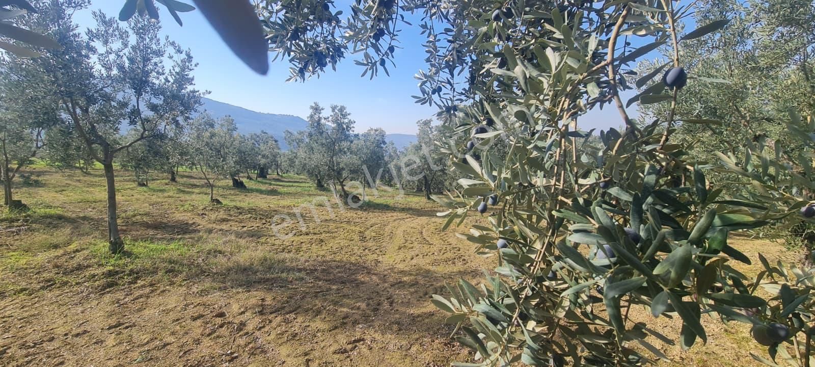 C21 Cius; Gemlik Cihatlı'da Konum Avantajlı Zeytinlik - Görsel 10