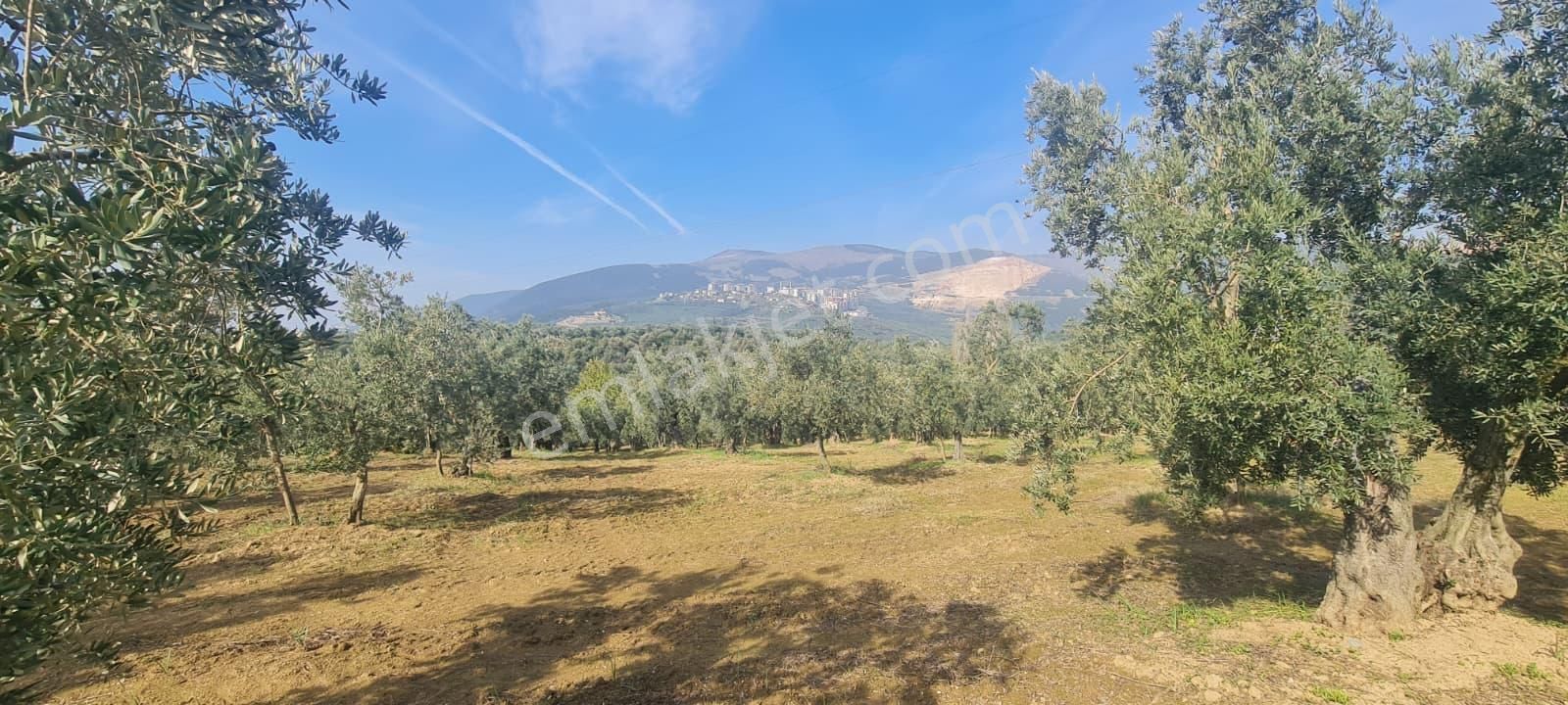 C21 Cius; Gemlik Cihatlı'da Konum Avantajlı Zeytinlik - Görsel 13