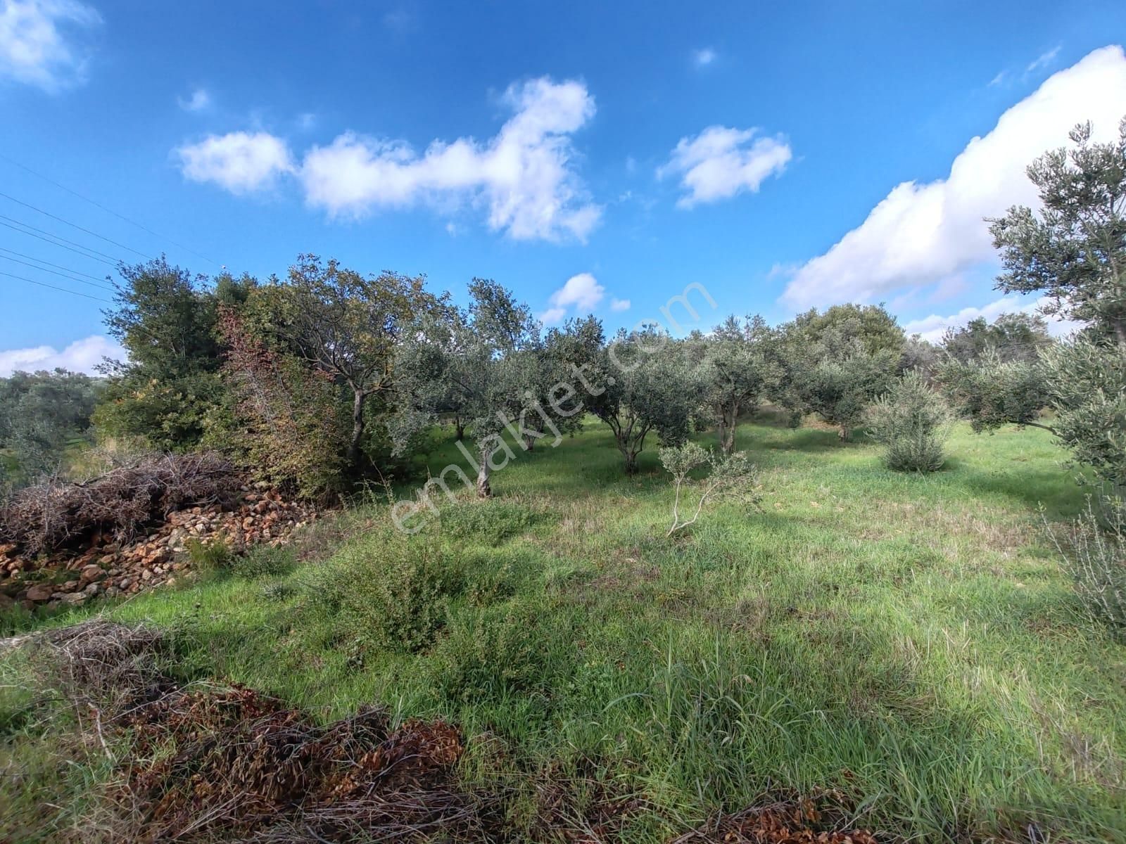 Buca Belenbaşı Mahallesi 907,16 M2 Satılık Müstakil Tapulu Köy İçi Arsa - Görsel 8