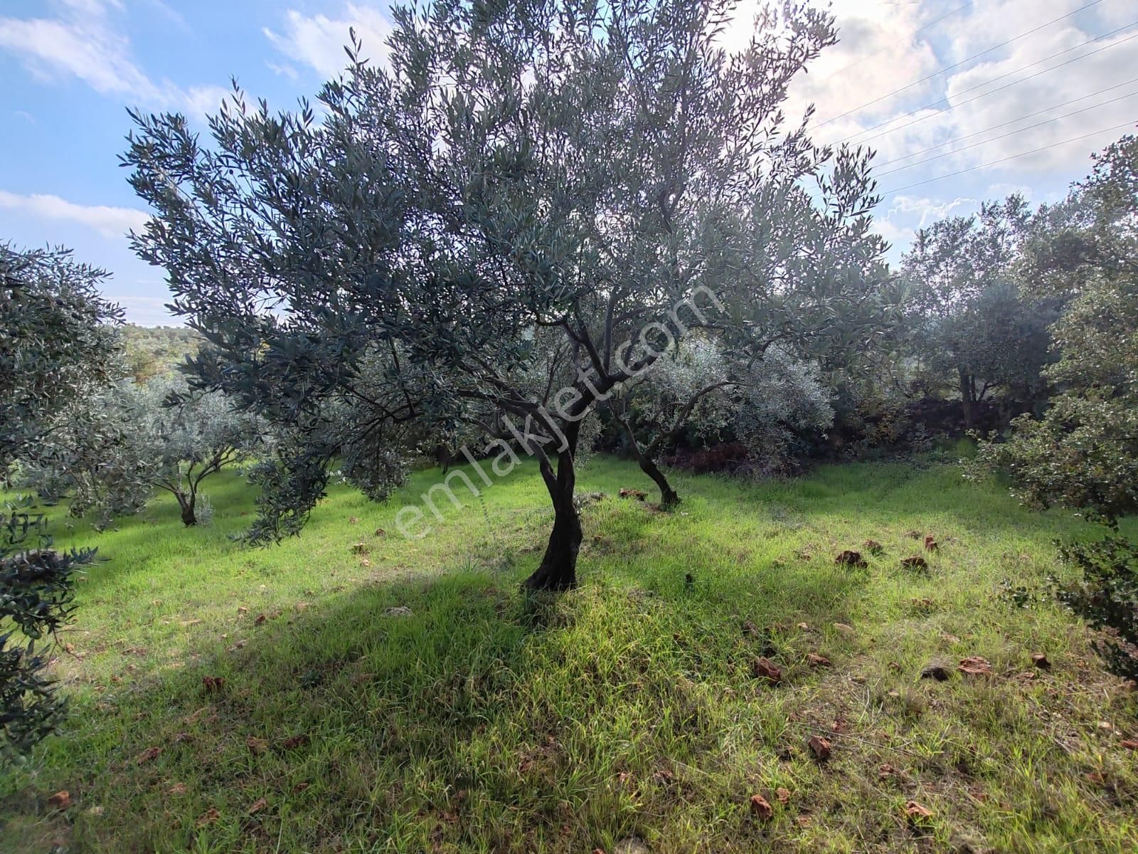 Buca Belenbaşı Mahallesi 907,16 M2 Satılık Müstakil Tapulu Köy İçi Arsa - Görsel 18