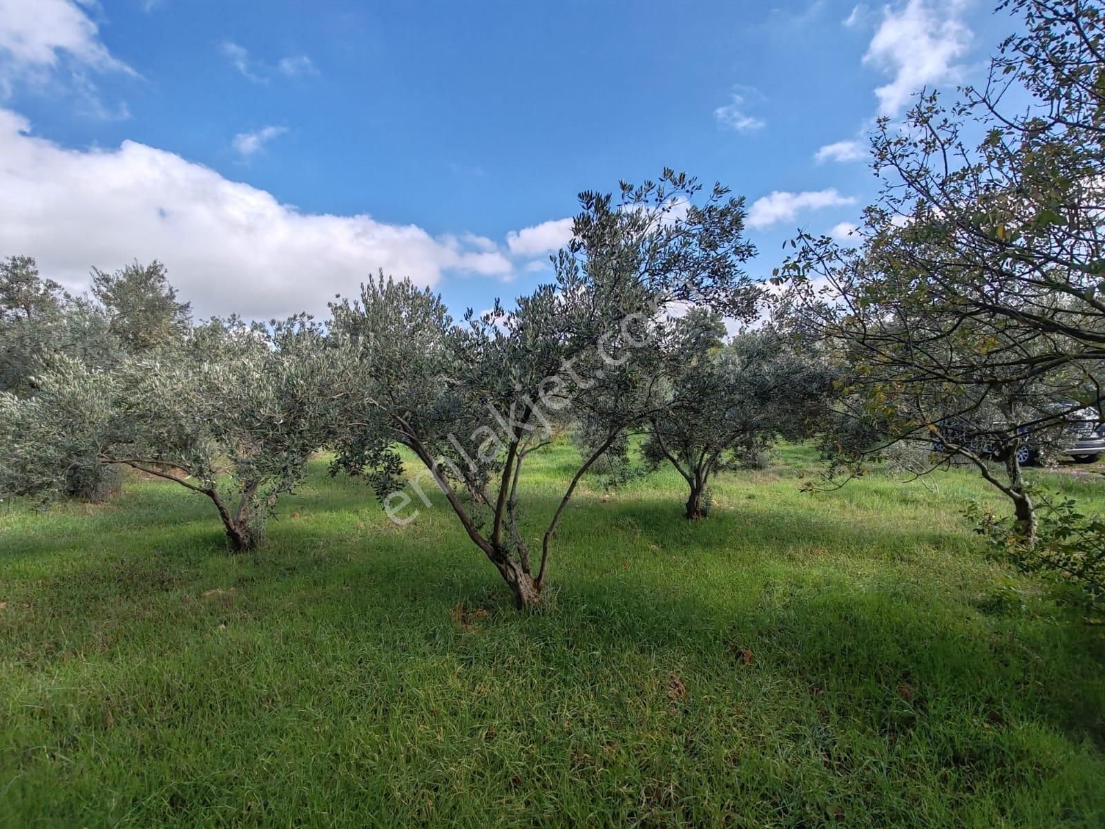 Buca Belenbaşı Mahallesi 907,16 M2 Satılık Müstakil Tapulu Köy İçi Arsa - Görsel 13