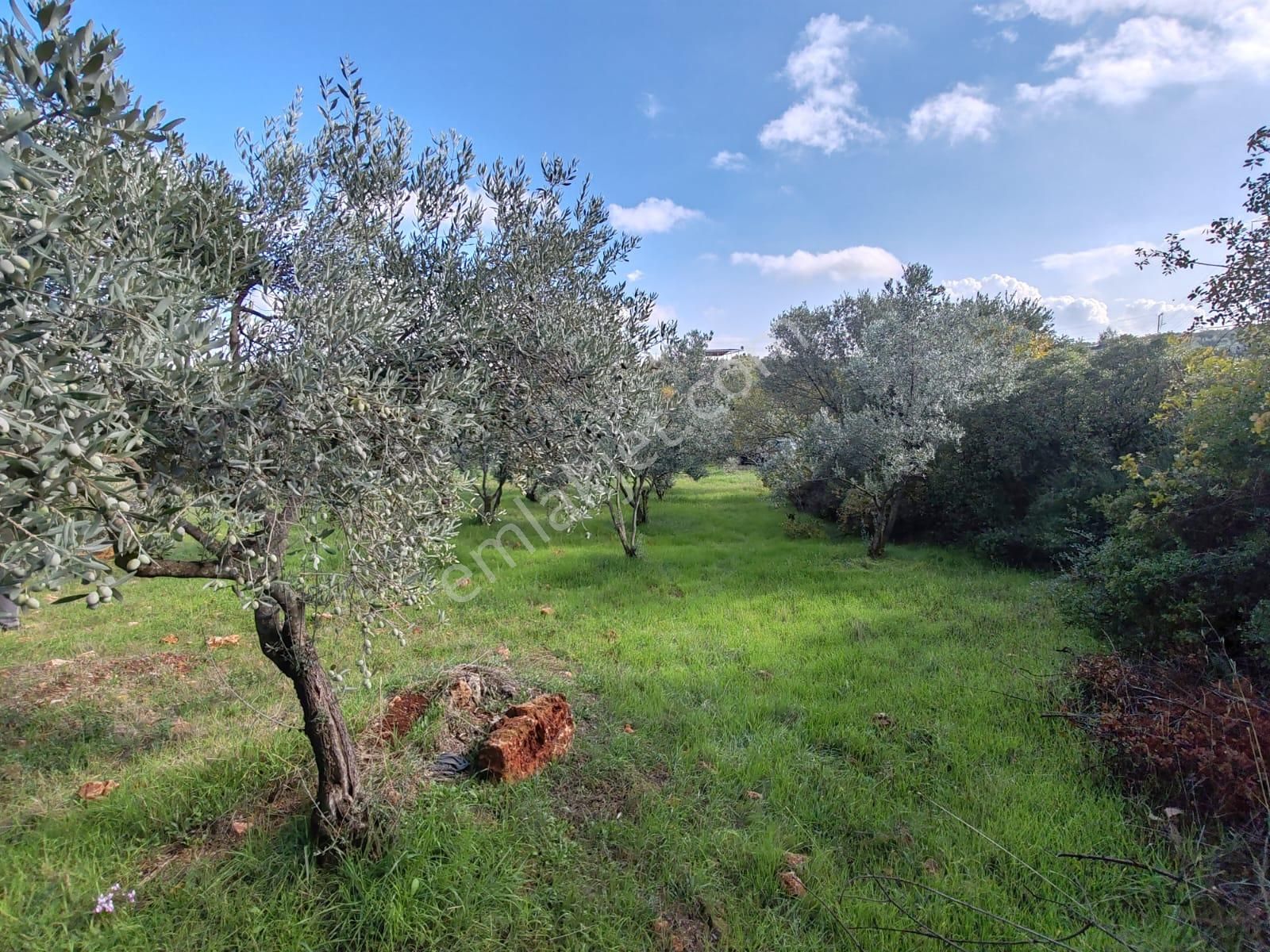 Buca Belenbaşı Mahallesi 907,16 M2 Satılık Müstakil Tapulu Köy İçi Arsa - Görsel 17