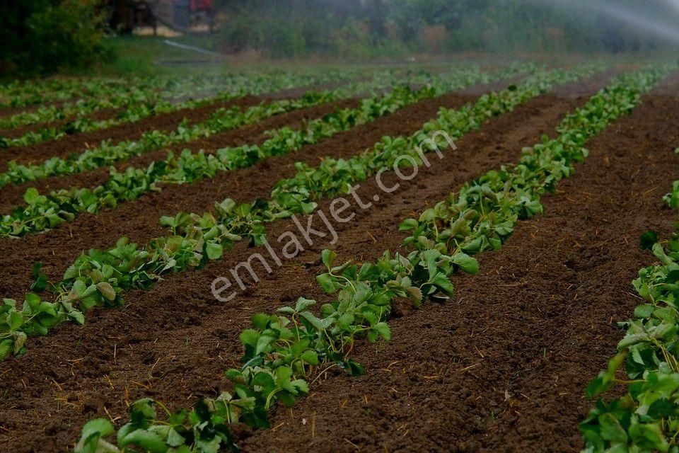 Aydın Çine Gökyaka Mahallesinde Satılık Tarla - Görsel 13