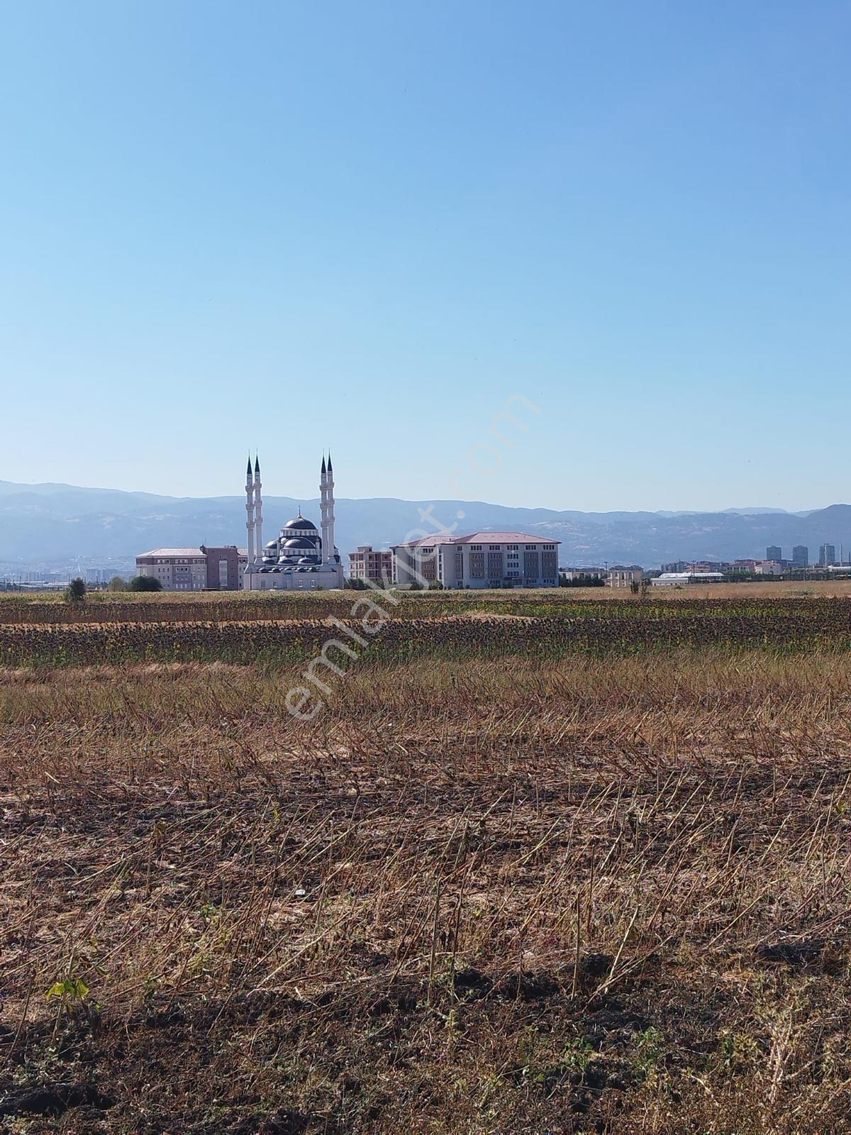 Doğanköy De Yeni Asfalt Yola Cephe (sıfır) 5.600 M2 Köşe Tarla - Görsel 4