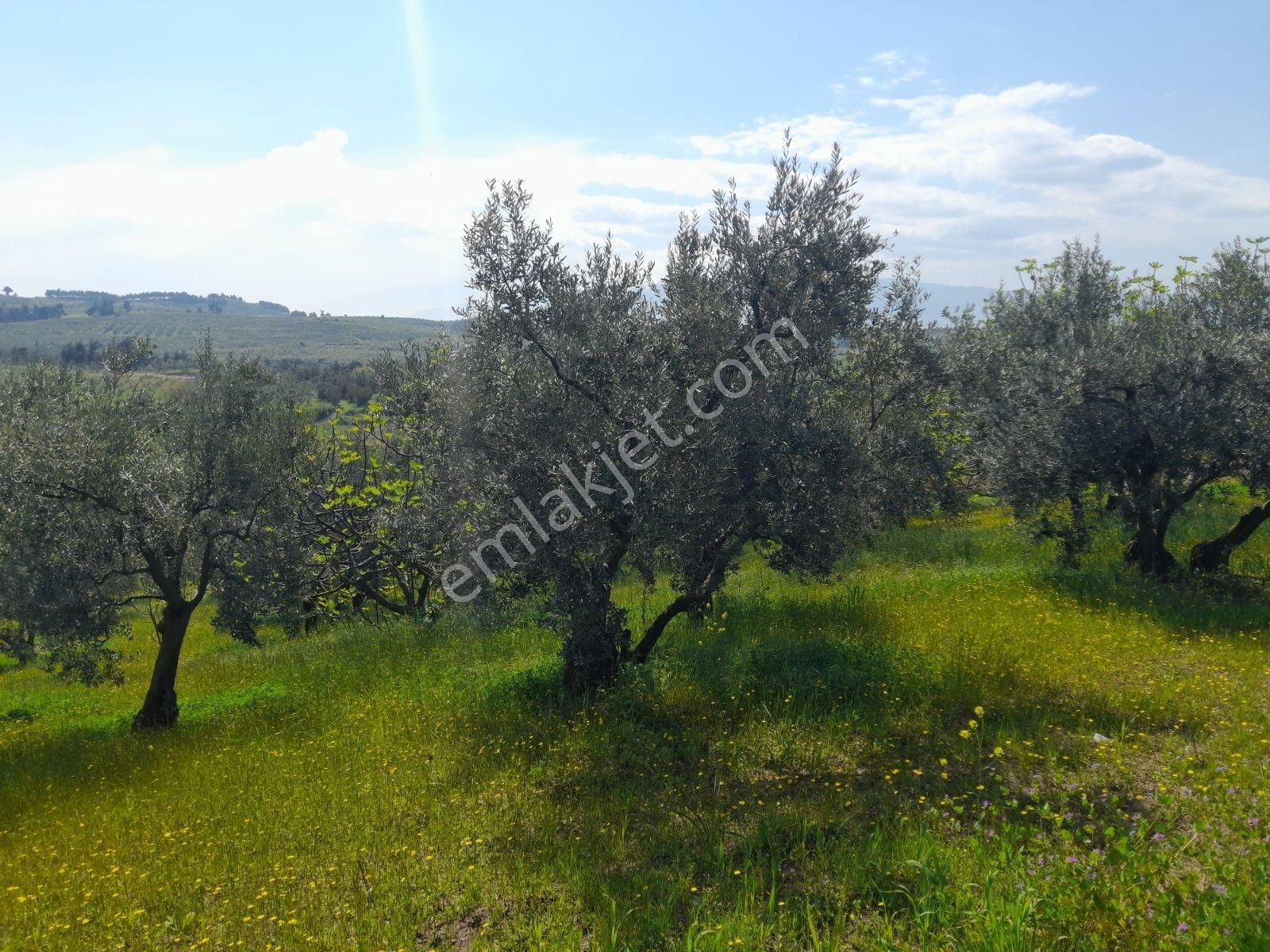 Çağlayan Köyde Satılık 2200 M2 - Görsel 6