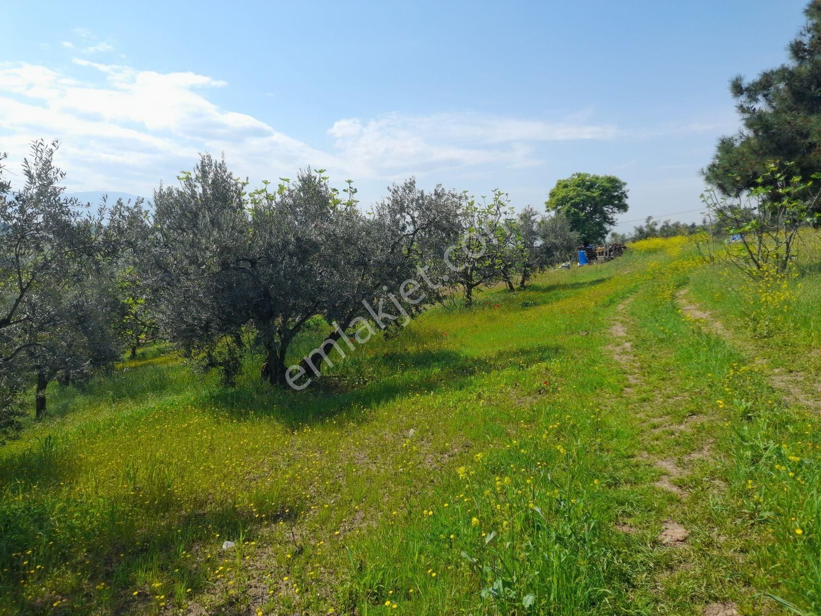 Çağlayan Köyde Satılık 2200 M2 - Görsel 3