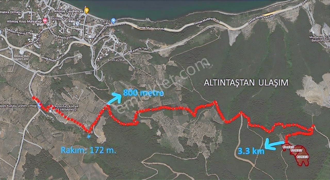 Gündoğdu Altıntaş Full Deniz Manzara 7113m2 Yola Cephezeytinlik - Görsel 8