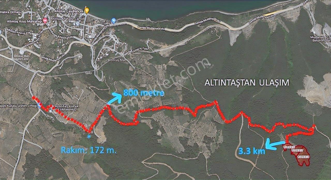 Gündoğdu Altıntaş Full Deniz Manzara 7113m2 Yola Cephezeytinlik - Görsel 8