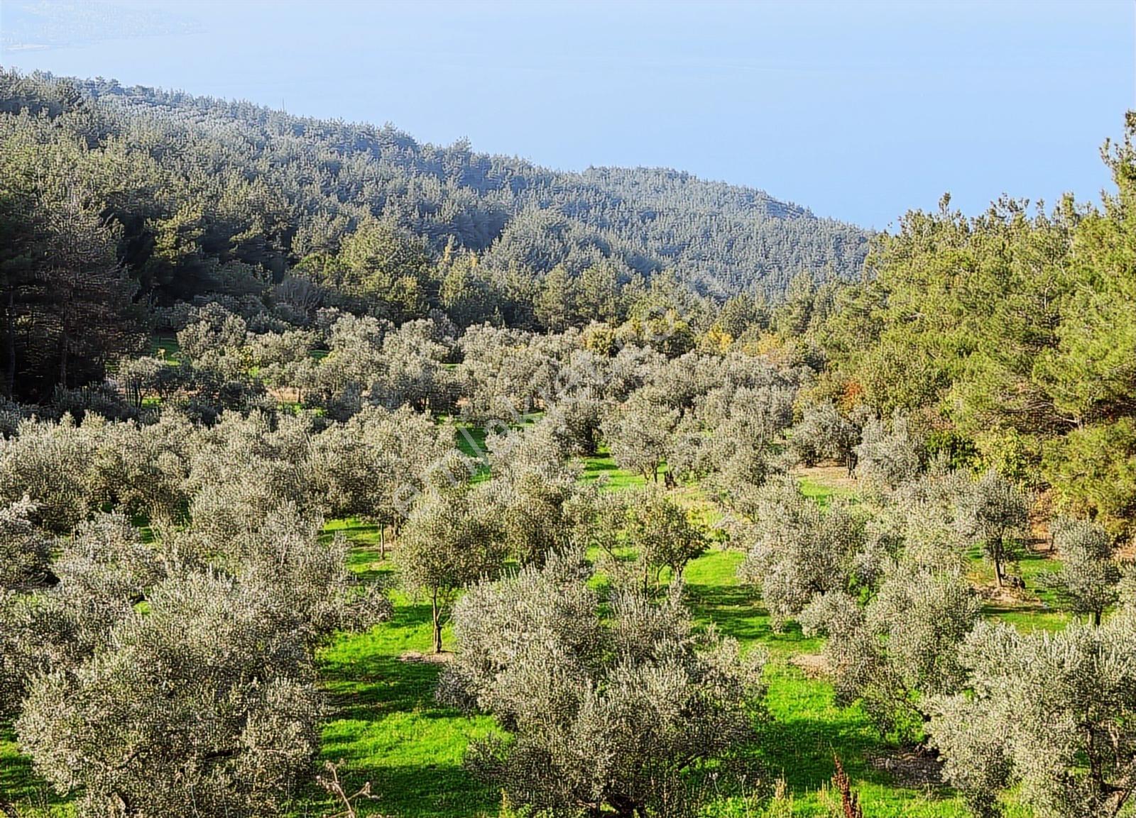 Gündoğdu Altıntaş Full Deniz Manzara 7113m2 Yola Cephezeytinlik - Görsel 12