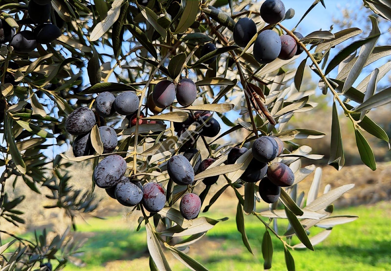 Gündoğdu Altıntaş Full Deniz Manzara 7113m2 Yola Cephezeytinlik