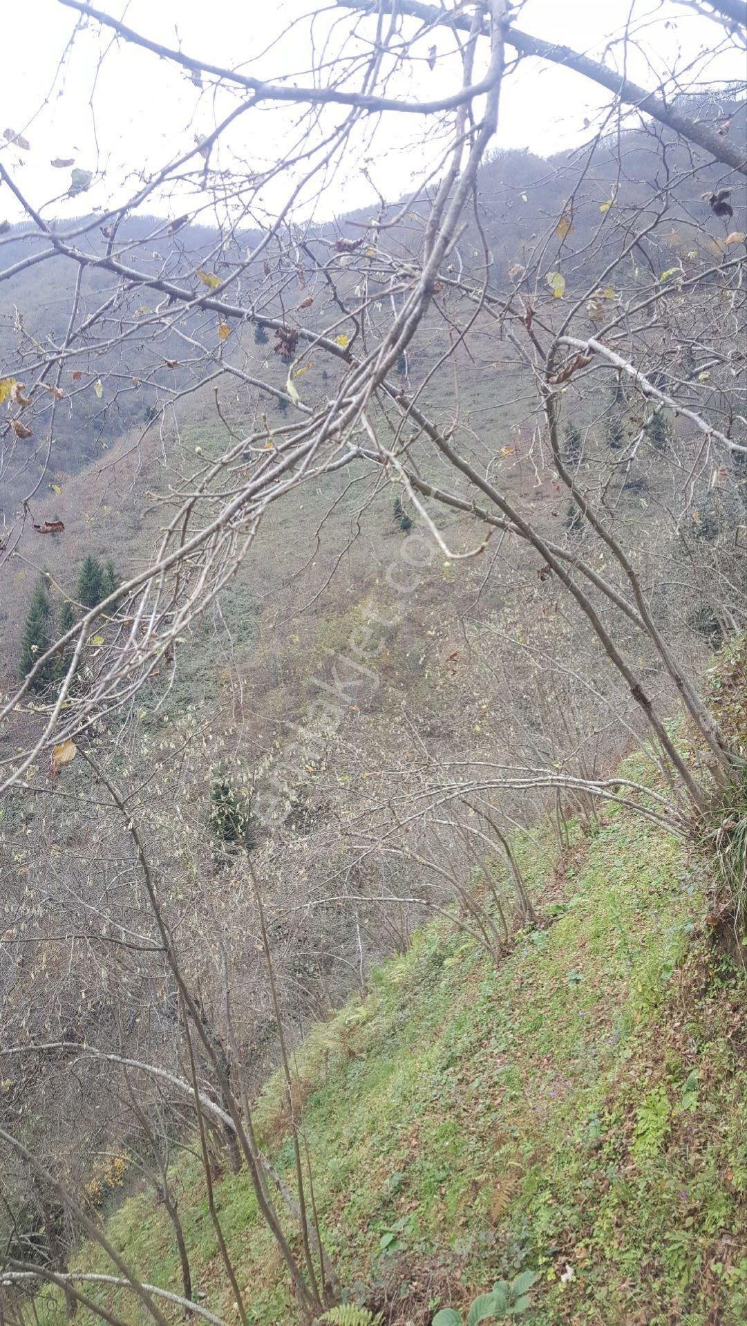 Trabzon Gülyurdunda Satılık 12.478m2 Arazi, - Görsel 6