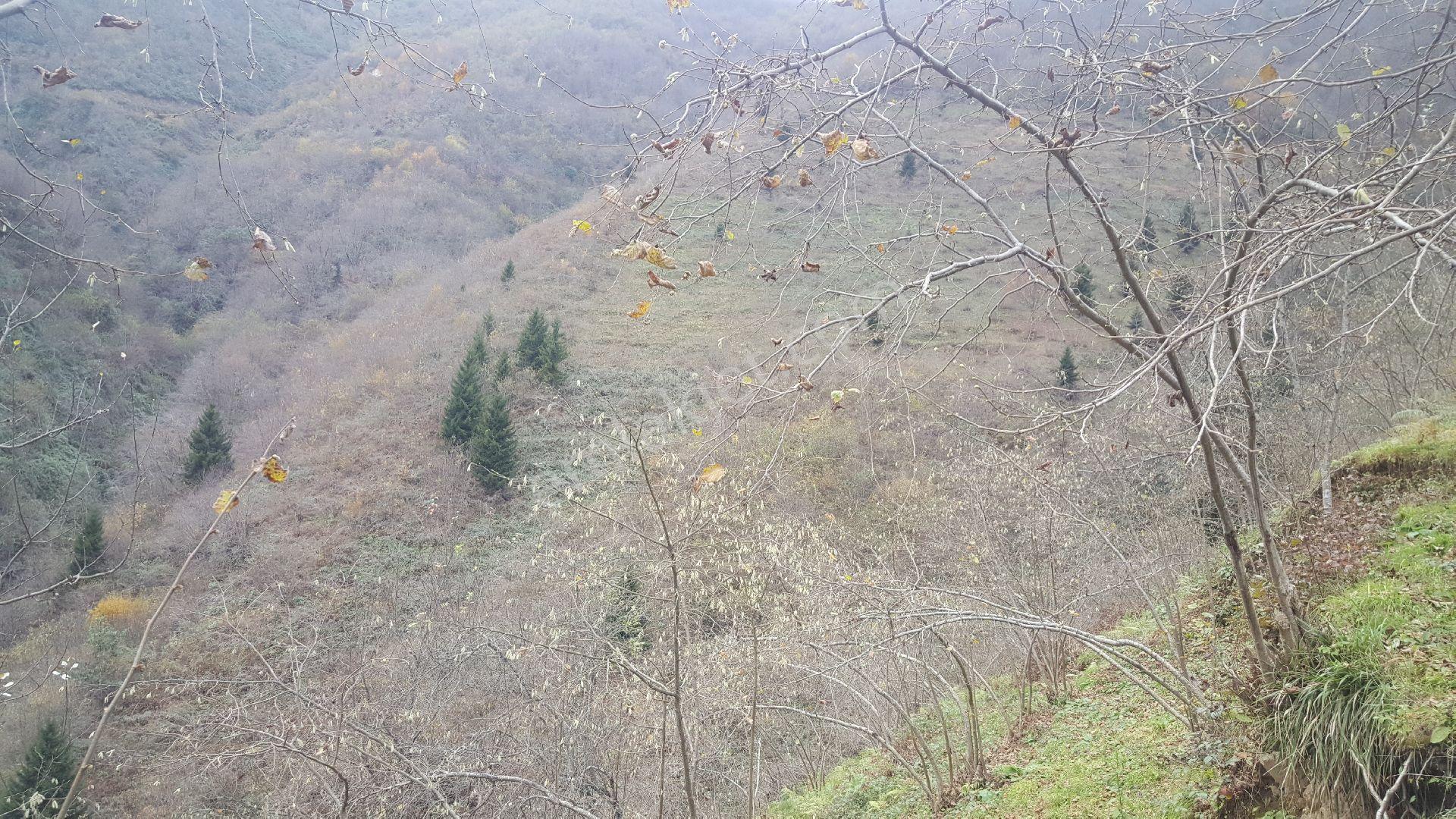 Trabzon Gülyurdunda Satılık 12.478m2 Arazi, - Görsel 3