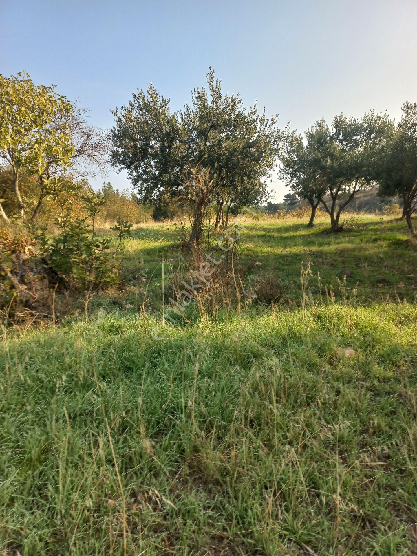 Satılık Müstakiltapu Zeytinlik - Görsel 16