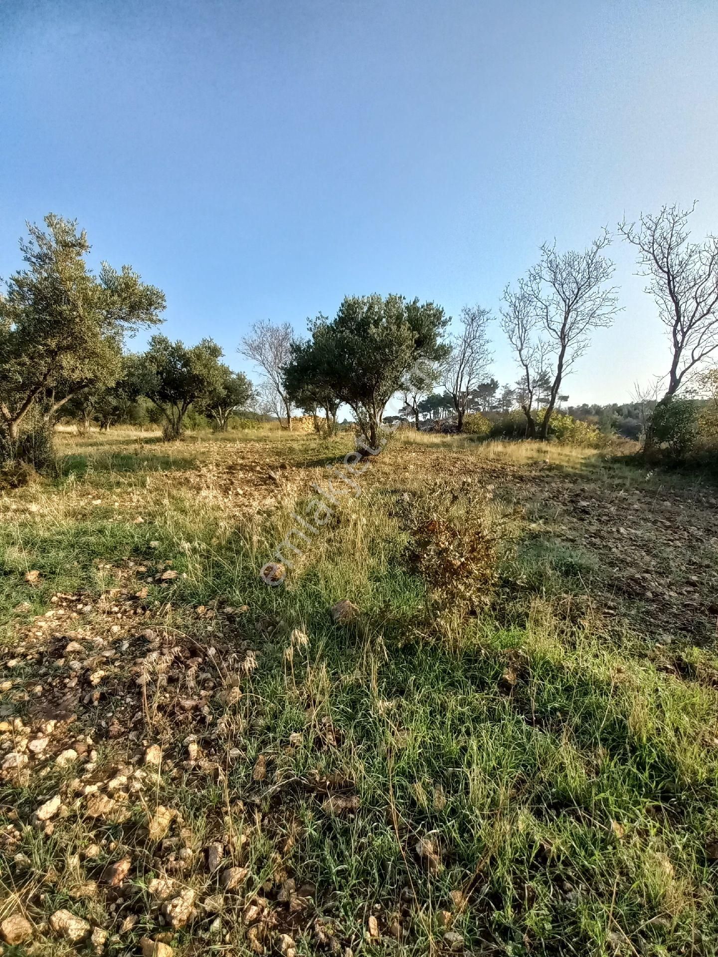 Satılık Müstakiltapu Zeytinlik - Görsel 18