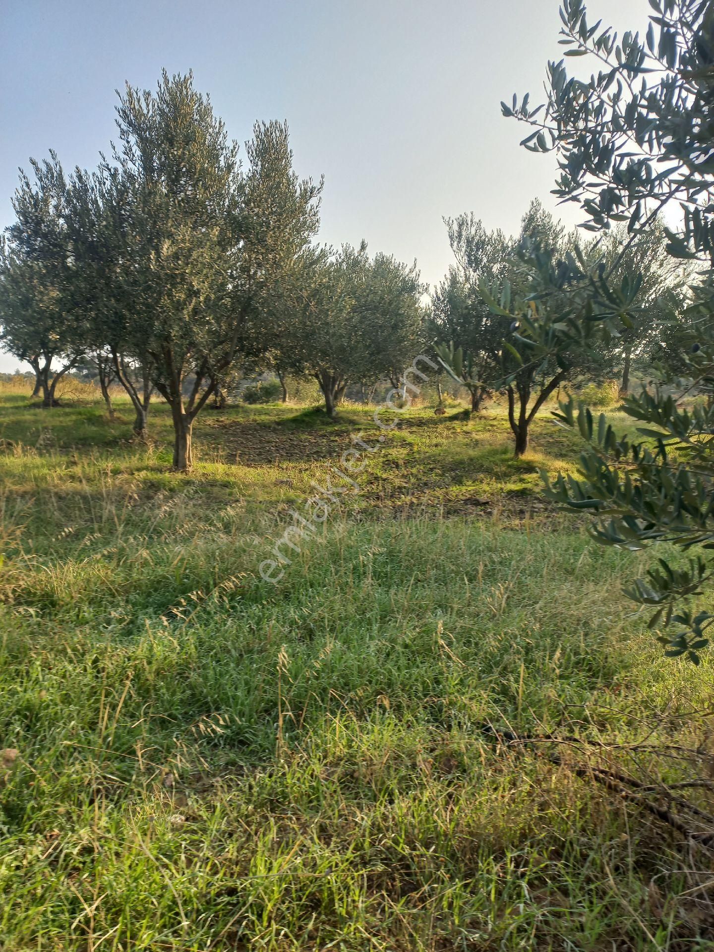 Satılık Müstakiltapu Zeytinlik - Görsel 12