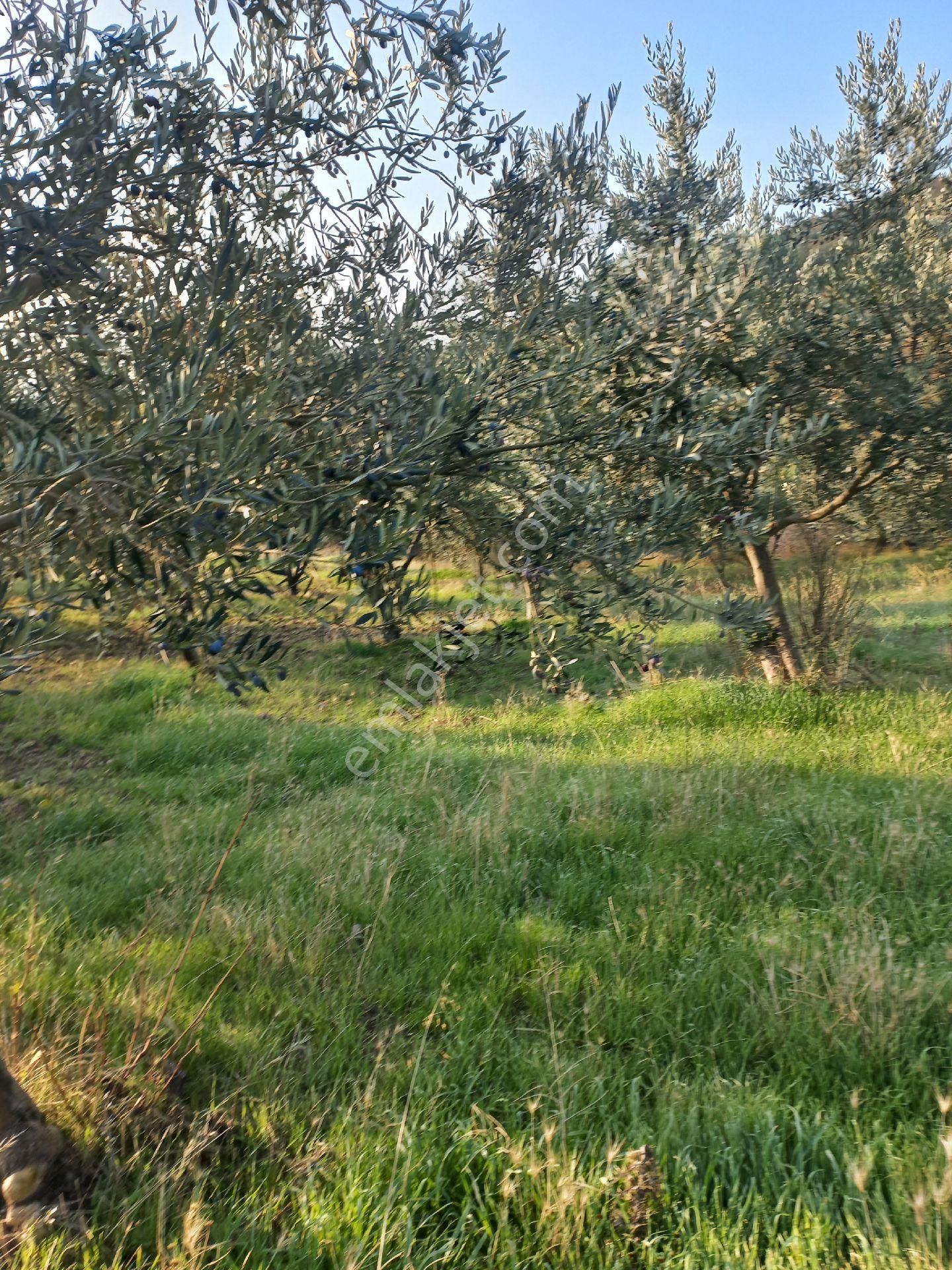 Satılık Müstakiltapu Zeytinlik - Görsel 5