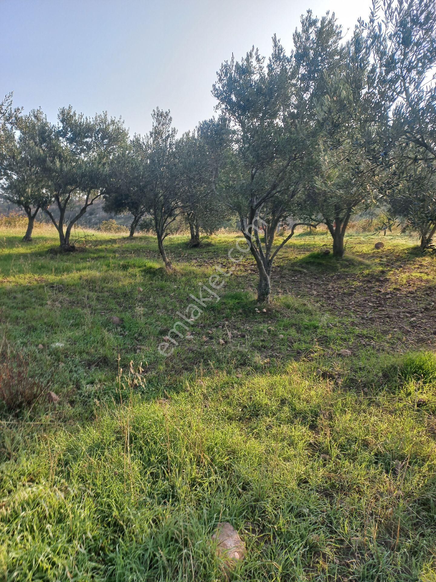 Satılık Müstakiltapu Zeytinlik - Görsel 14
