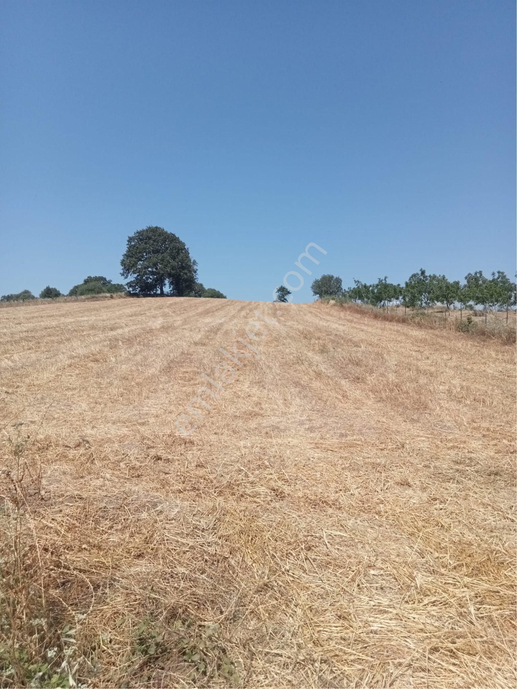 Gölet Manzaralı Tarla - Görsel 11