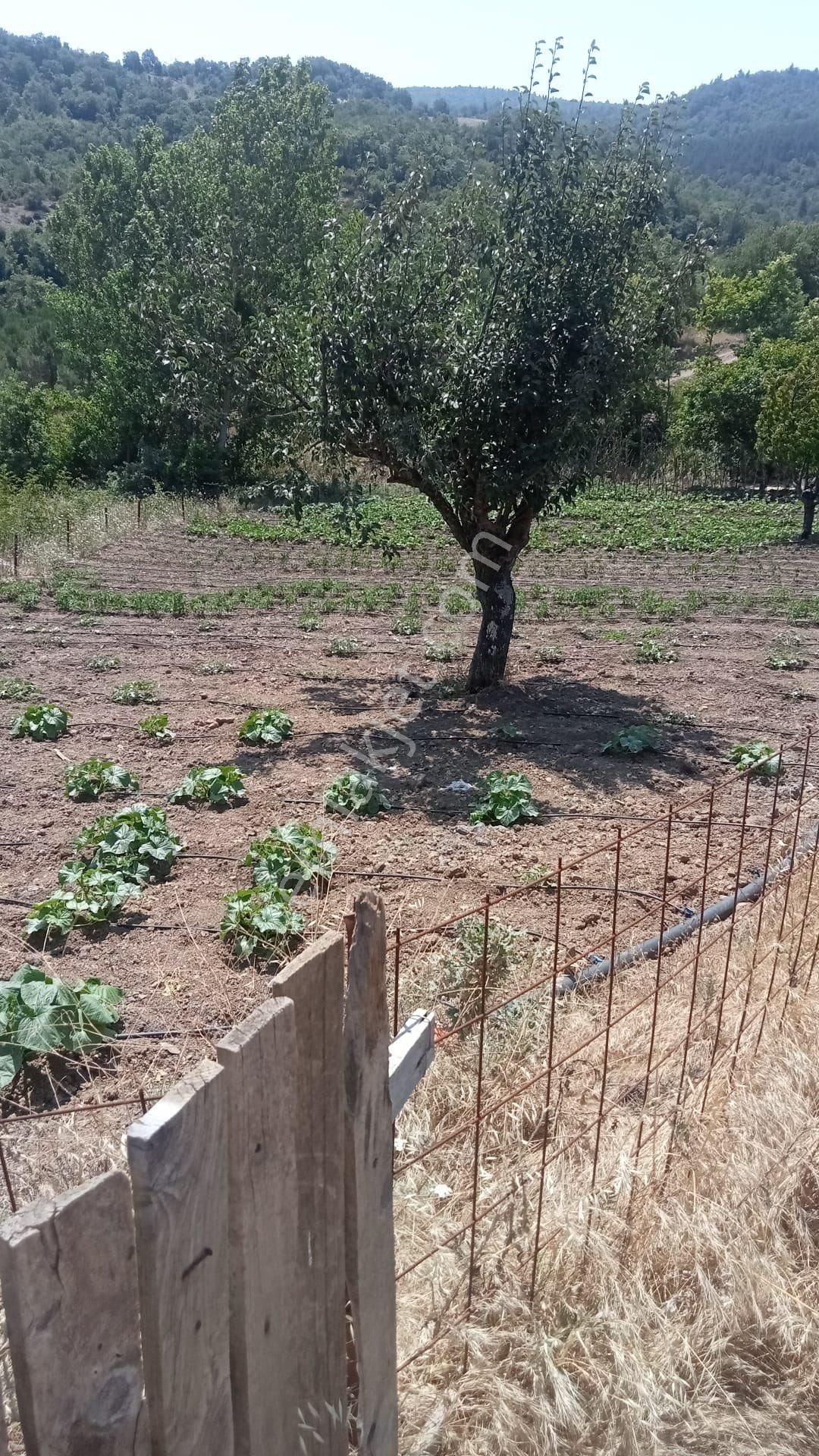 Gölet Manzaralı Tarla - Görsel 4