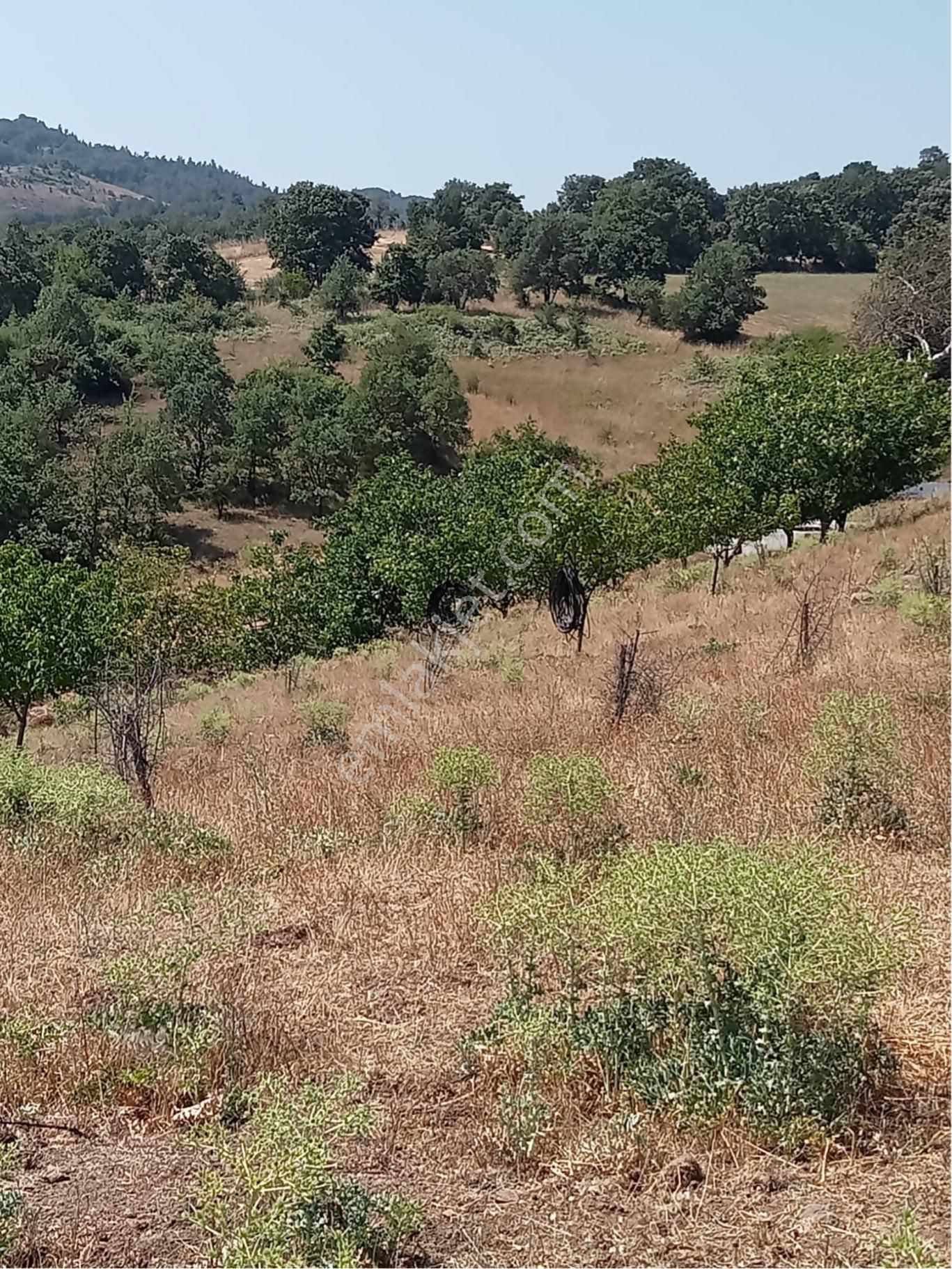 Gölet Manzaralı Tarla - Görsel 6