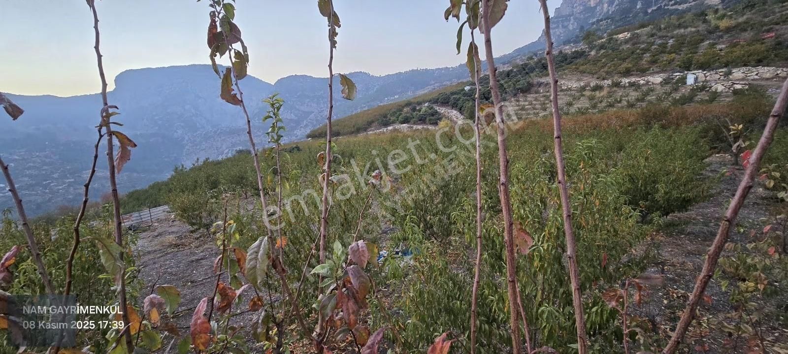 Çukurkeşli Mah Emsali Olmayan Tek Tapu Satılık Şeftali Bahçesi - Görsel 16