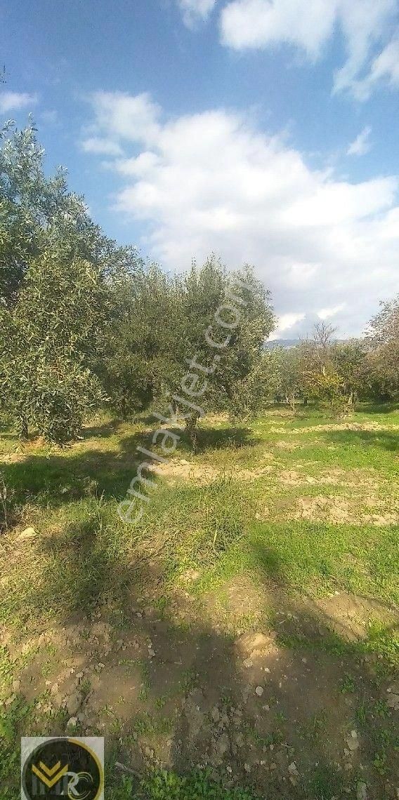 Mirac Emlaktan Aydın Buharkent Ortakçıda Da 2.5 Dönüm Zeytin Ve Meyve Bahçemiz Satılıktır - Görsel 7