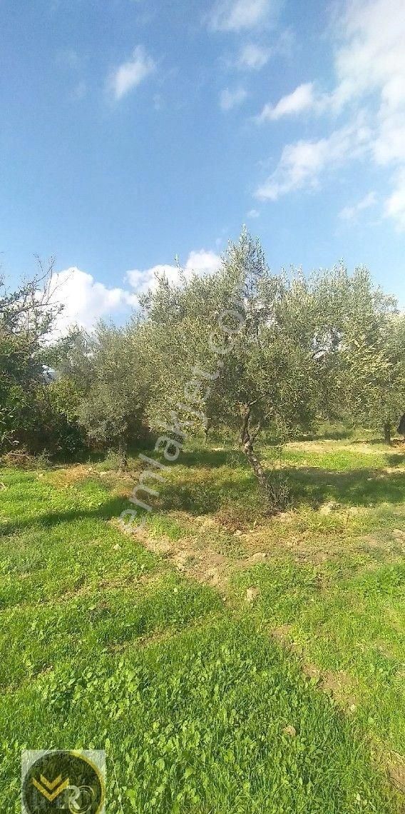 Mirac Emlaktan Aydın Buharkent Ortakçıda Da 2.5 Dönüm Zeytin Ve Meyve Bahçemiz Satılıktır - Görsel 6