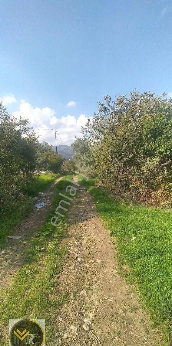 Mirac Emlaktan Aydın Buharkent Ortakçıda Da 2.5 Dönüm Zeytin Ve Meyve Bahçemiz Satılıktır - Görsel 10