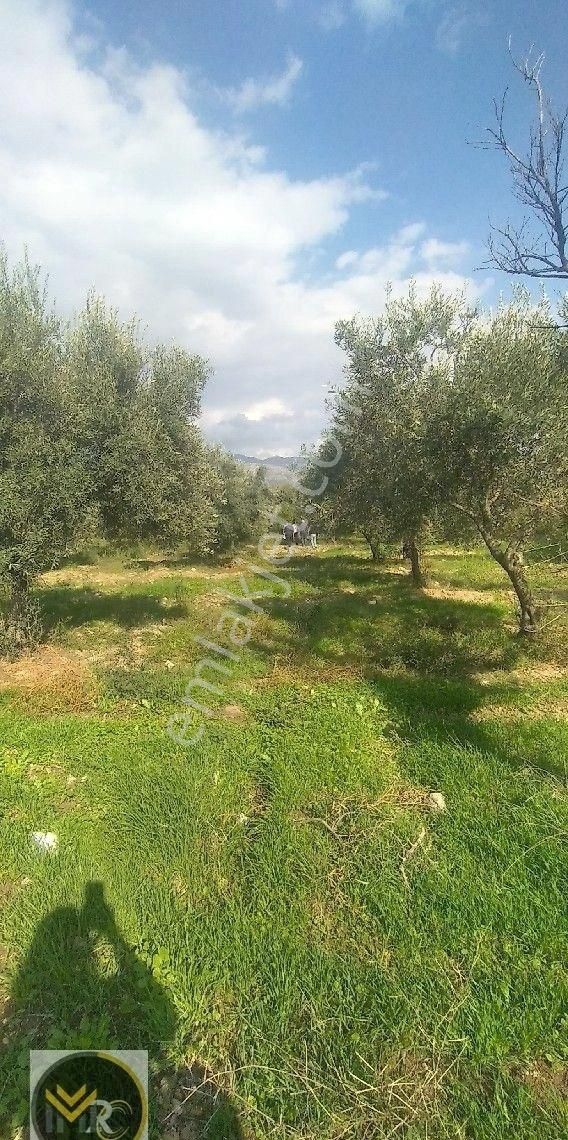 Mirac Emlaktan Aydın Buharkent Ortakçıda Da 2.5 Dönüm Zeytin Ve Meyve Bahçemiz Satılıktır - Görsel 2
