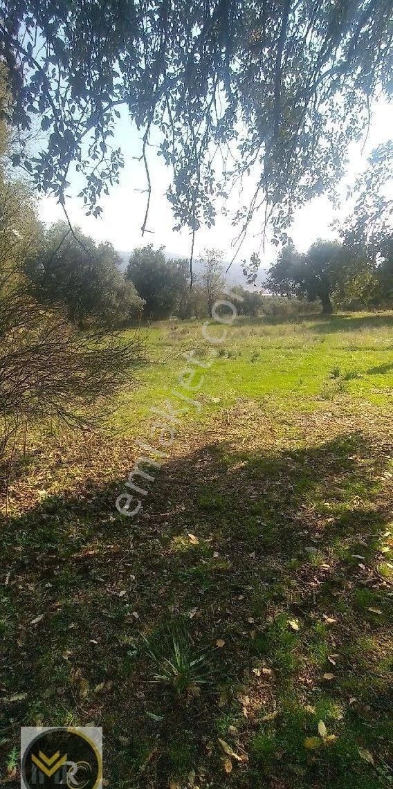 Mirac Emlaktan Aydın Buharkent Ortakçıda Da 2.5 Dönüm Zeytin Ve Meyve Bahçemiz Satılıktır - Görsel 3
