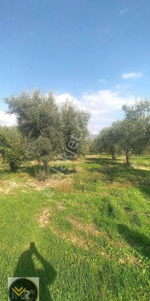 Mirac Emlaktan Aydın Buharkent Ortakçıda Da 2.5 Dönüm Zeytin Ve Meyve Bahçemiz Satılıktır