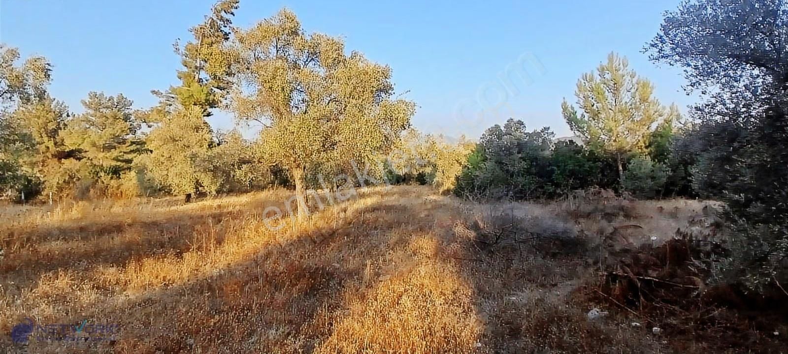 Kazanç Potansiyeli Yüksek! Alaçamda 2.448 M² Tarla - Görsel 2