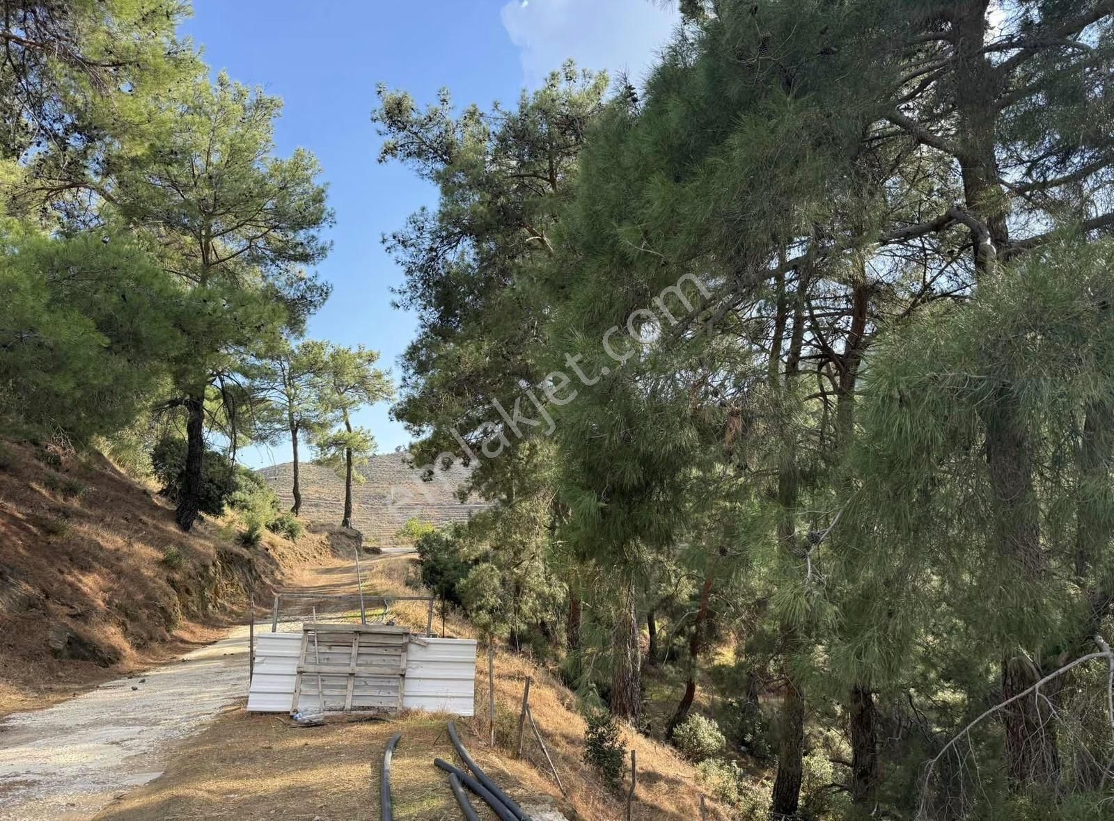 Pek Emlaktan Muhteşem Konumda Müstakil Ev Ve İncir Bahçesi - Görsel 3