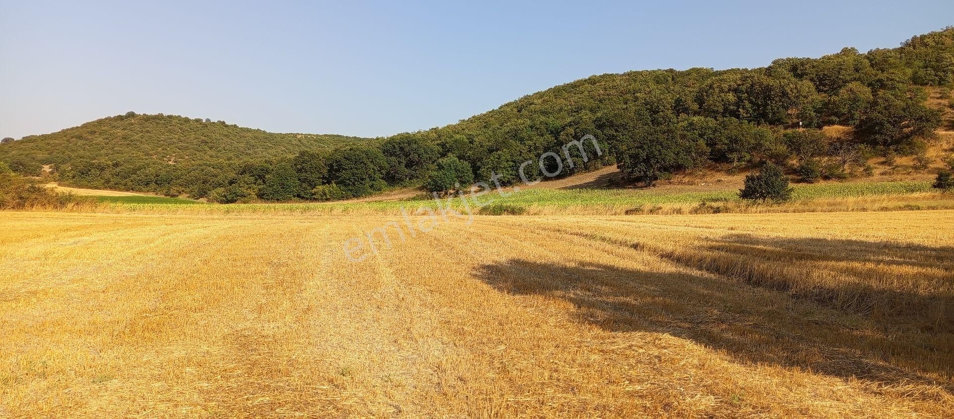 Çaylı Mahallesi Satılık 4.000 Mt2 Tarla - Görsel 19