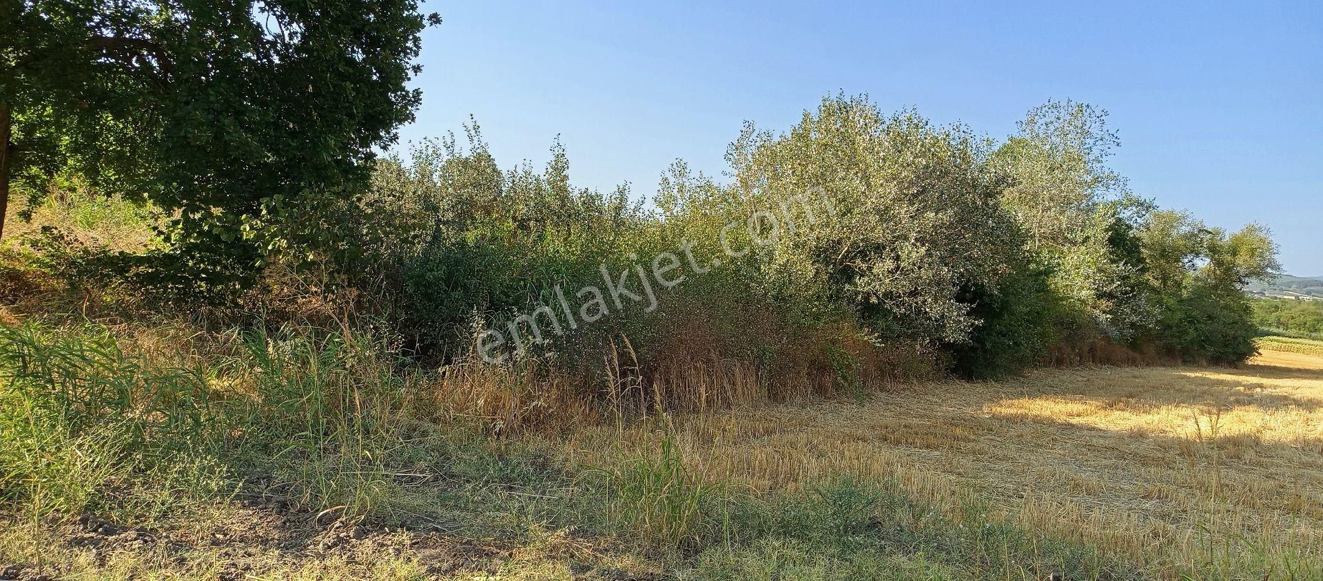 Çaylı Mahallesi Satılık 4.000 Mt2 Tarla - Görsel 12