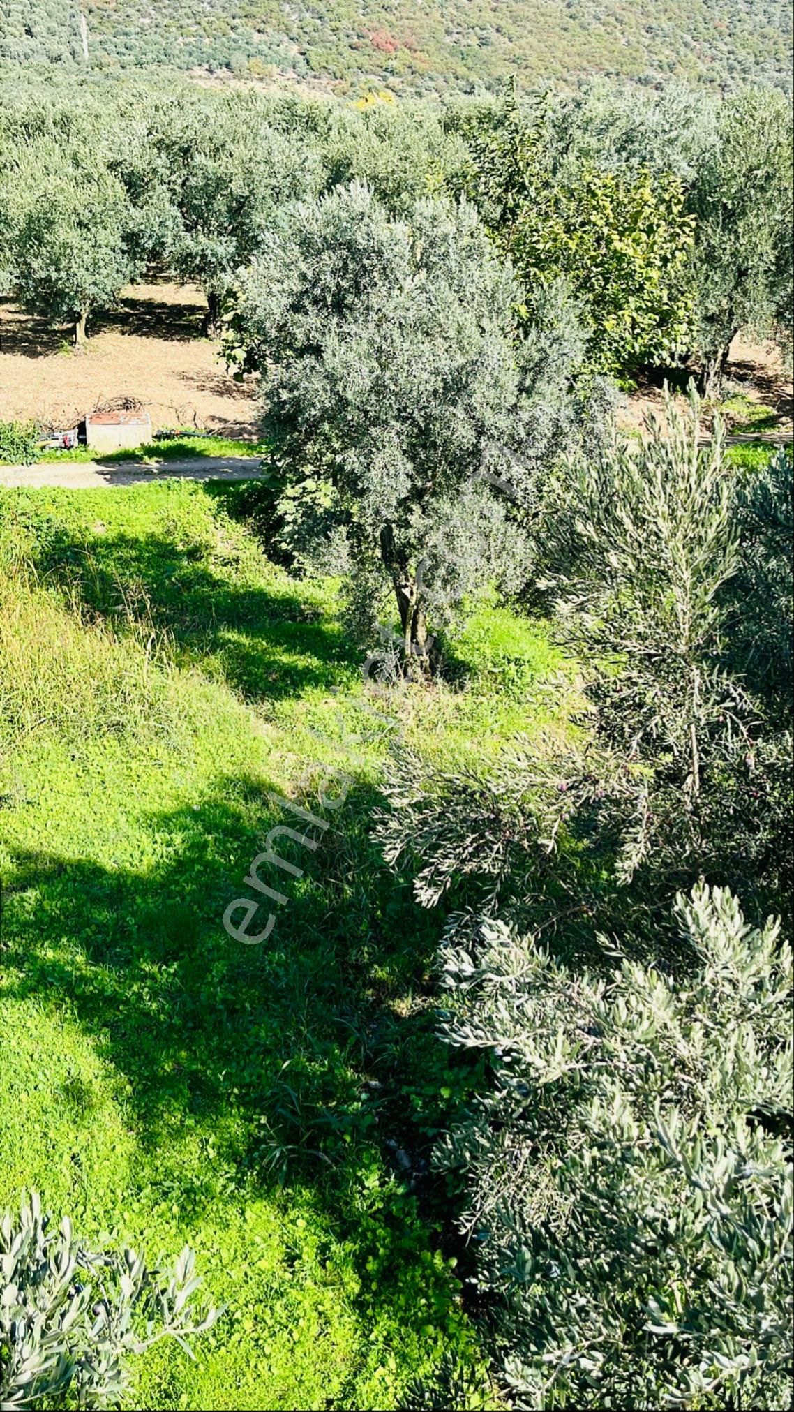 Bursa İznikte Merkeze 4km Su Sistemli Yola Cephe 5125 M2 Zeytinlik - Görsel 11
