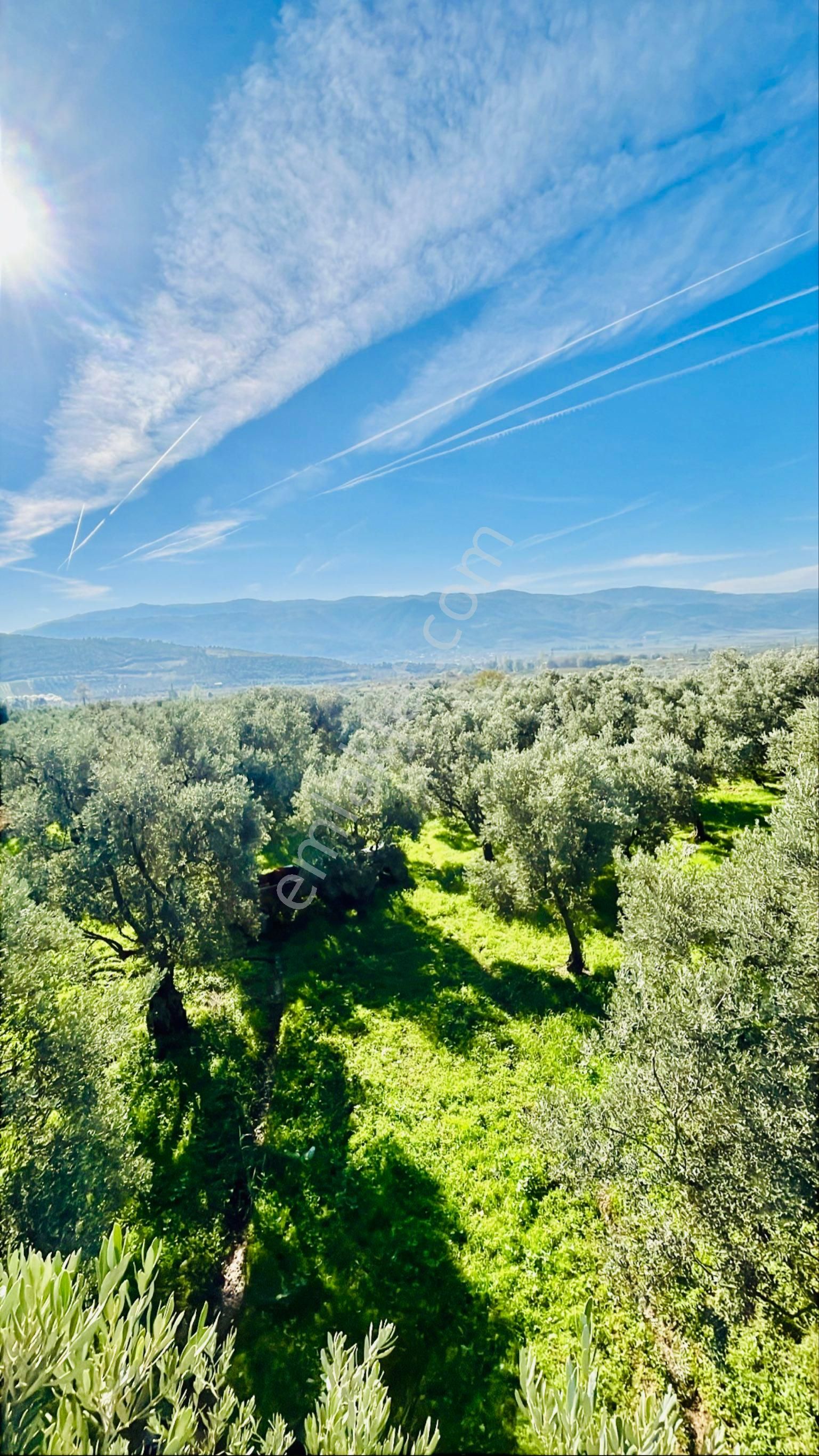 Bursa İznikte Merkeze 4km Su Sistemli Yola Cephe 5125 M2 Zeytinlik - Görsel 2