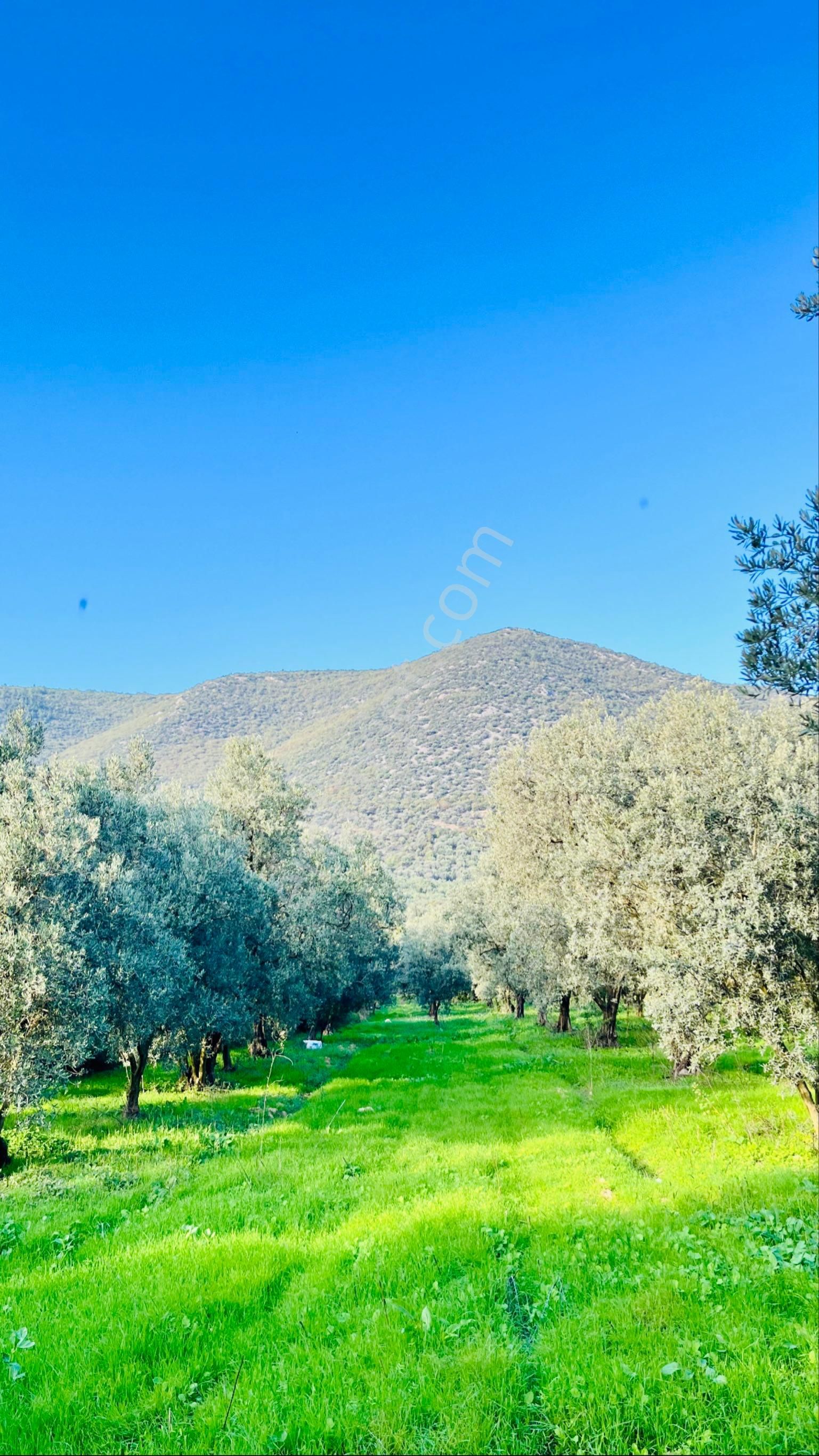 Bursa İznikte Merkeze 4km Su Sistemli Yola Cephe 5125 M2 Zeytinlik - Görsel 8