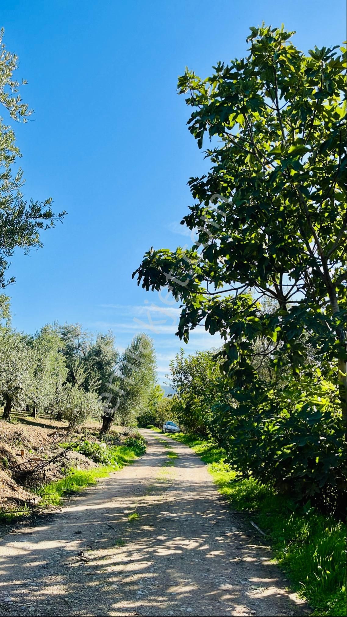 Bursa İznikte Merkeze 4km Su Sistemli Yola Cephe 5125 M2 Zeytinlik - Görsel 6