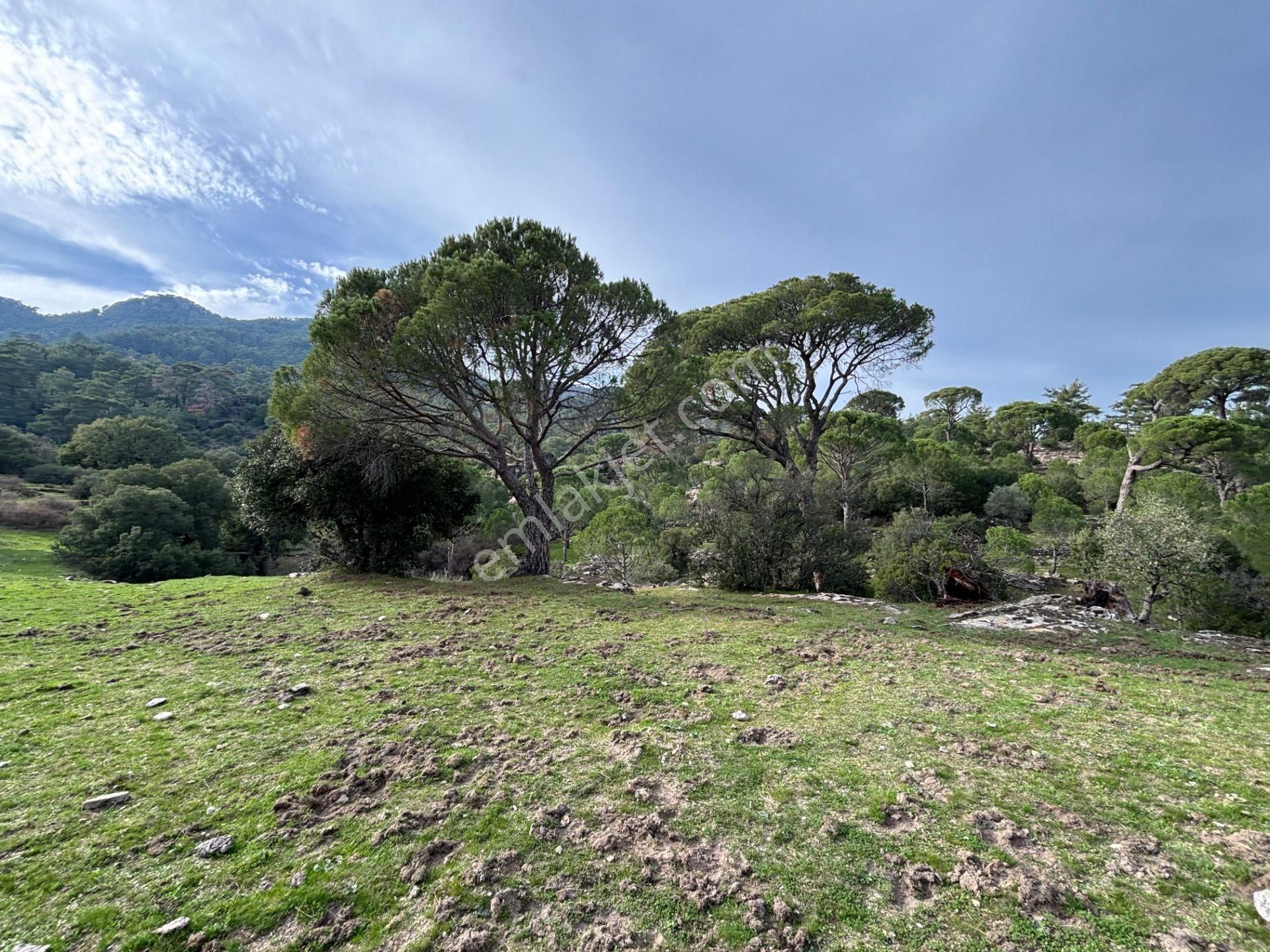 📍 Muğla Milas Çukur Mahallesi – Yatırımlık 2 Adet Arazi -82 - Görsel 2
