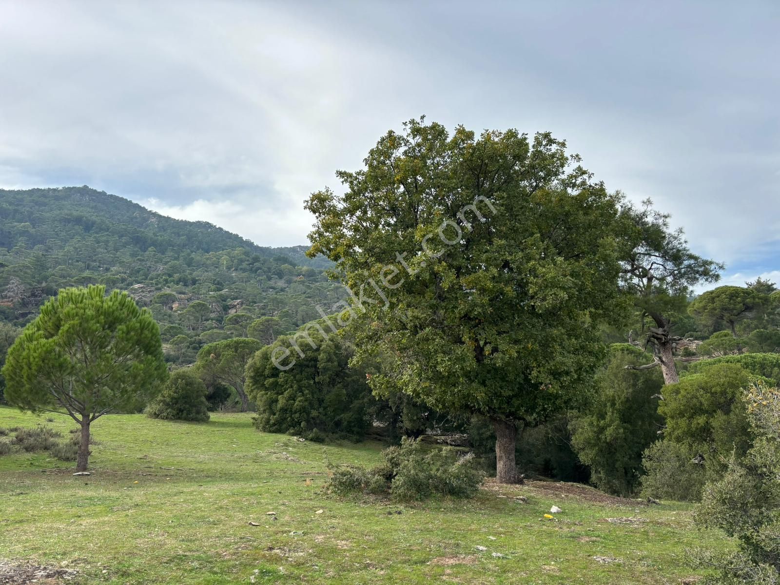 📍 Muğla Milas Çukur Mahallesi – Yatırımlık 2 Adet Arazi -82 - Görsel 4