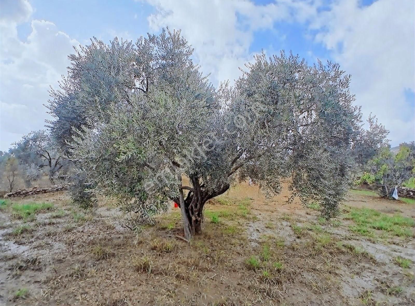 Muhteşem Manzara Ve Konumda 25.320 M² İncir-zeytin Bahçesi - Görsel 14