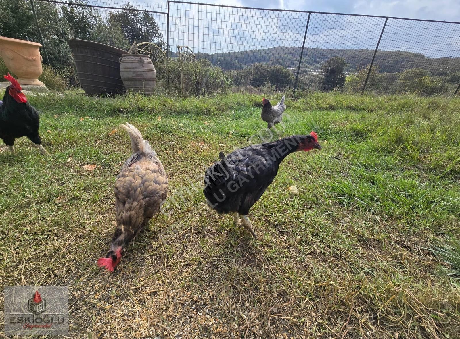 Sarıyer Gümüşdere'de Değerli Konumda Çiftik Evi - Görsel 4