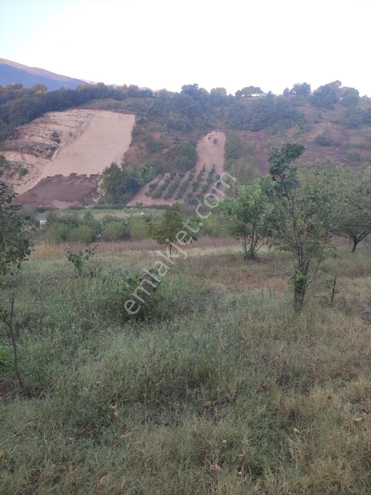 Bursa Kestel Ümitalanda Yol Üzerin De Satılık Meyve Bahçesi - Görsel 11
